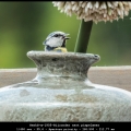 HenkS-m-1905-Bijzonder-nest-pimpelmees-