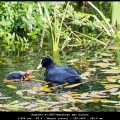 HenkStr-m-1905-Meerkoet-met-kuiken