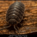 MarcelR-m-1905-Isopoda-op-het-hout