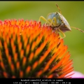 AnnekeH-zomer2019_wildlife-in-summer