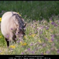 HenkStr-m-1907-Oostvaardersplassen