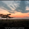 PieterP-m-1906-Runderen-op-het-Dwingelderveld