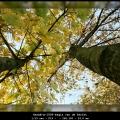 HarmB-m-1909-begin-van-de-herfst