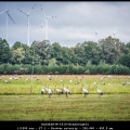AnnekeH-m-1910-Kraanvogels