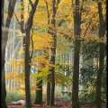 AnnekeH-M-1911-Speulderbos