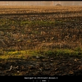 GeorgeV-m-1912veld-Ansen-1