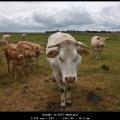 HarmB-m-2007-Ameland