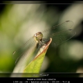 HarmB-m-2009-Tuun-Libelle