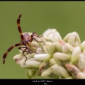 JanF-m-2007-Macro