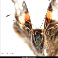 MarcelR-m-2008-macro