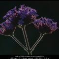inak-m-2008-Verbena-avond-tegenlicht