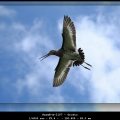 1_HarmB-m-2107-Grutto