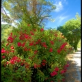 GeorgeV-m-2107-Provence