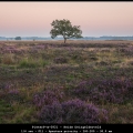 PieterP-m-2109-Heide-Dwingelderveld