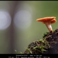 PieterP-m-2210-Ogen-in-het-bos