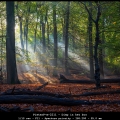 PieterP-m-2211-Diep-in-het-bos