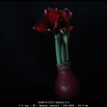 JanW-m-2312-amaryllis