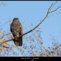 Inak-M-2301-Buizerd-