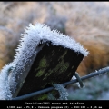 JannieL-m-2301-macro-met-telefoon