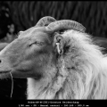 RobertW-M-2301-Drentse-Heideschaap