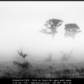 PieterP-m-2309-Mist-en-Zwart-Wit-gaan-goed-samen