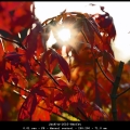 JanK-m-1610-Herfst