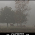 JanW-m-2310-Rabbingerveld