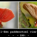 BertyW-m-2311-Een-paddenstoel-vier-keer-anders