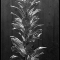JanK-m-2409-Acanthus