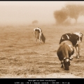 GeorgeV-m-2410-nostalgie