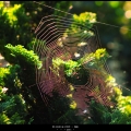 HilcoD-m-2410-Web