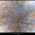 PieterV-m-2410-herfst