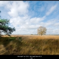 GeorgeV-m-2411-dwingelderveld