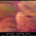 JanF-M-2411-herfstblad-macro