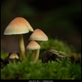 KarinE-m-2411-Paddestoelen