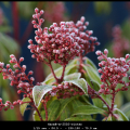 HarmB-m-2502-winter