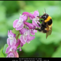 AnitaK-m-2503-Holwortel-en-hommel