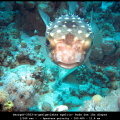GeorgeV-2503-m-geelgevlekte-egelvis-Rode-Zee-15m-diepte