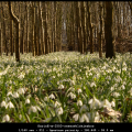 KarinE-m-2503-sneeuwklokjesbos