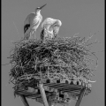 PieterV-m-2503-lente
