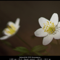 RobertW-M-2503-Bosanemoon