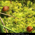 HilcoD-m-2505-paddenstoelen