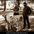 JanW-M.2505-300-jaar-Paardenmarkt-Dwingeloo-