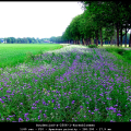BoudewijnS-a-2506-1-Korenbloemen