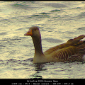 HilcoD-m-2506-Grauwe-Gans
