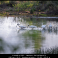PieterP-m-2506-Lepelaars-Dwingelderveld