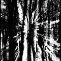 PieterV-m-2507-zon-door-de-bomen