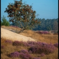 PieterP-m-2208-Besjes-en-Heide