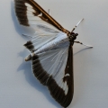 4.-Gekneusd