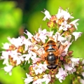 DSC06453A